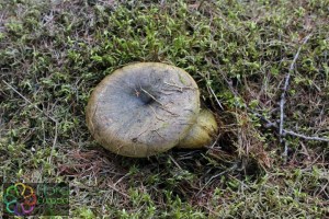 Lactarius necator (1) (1000 x 667).jpg_product_product